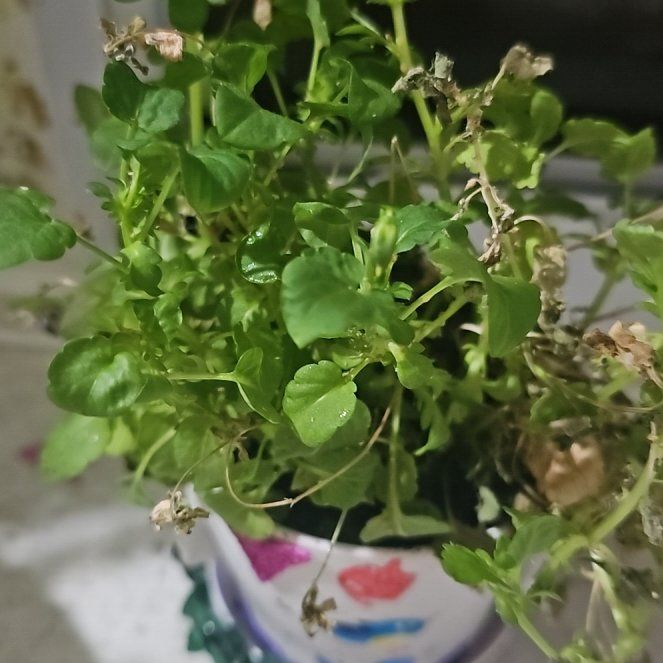 Photo of the plant species Common Chickweed by @EagerBalsam65 named Shakira on Greg, the plant care app