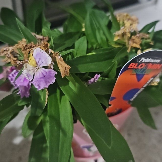 Photo of the plant species Sweet William by @EagerBalsam65 named Kardashian on Greg, the plant care app