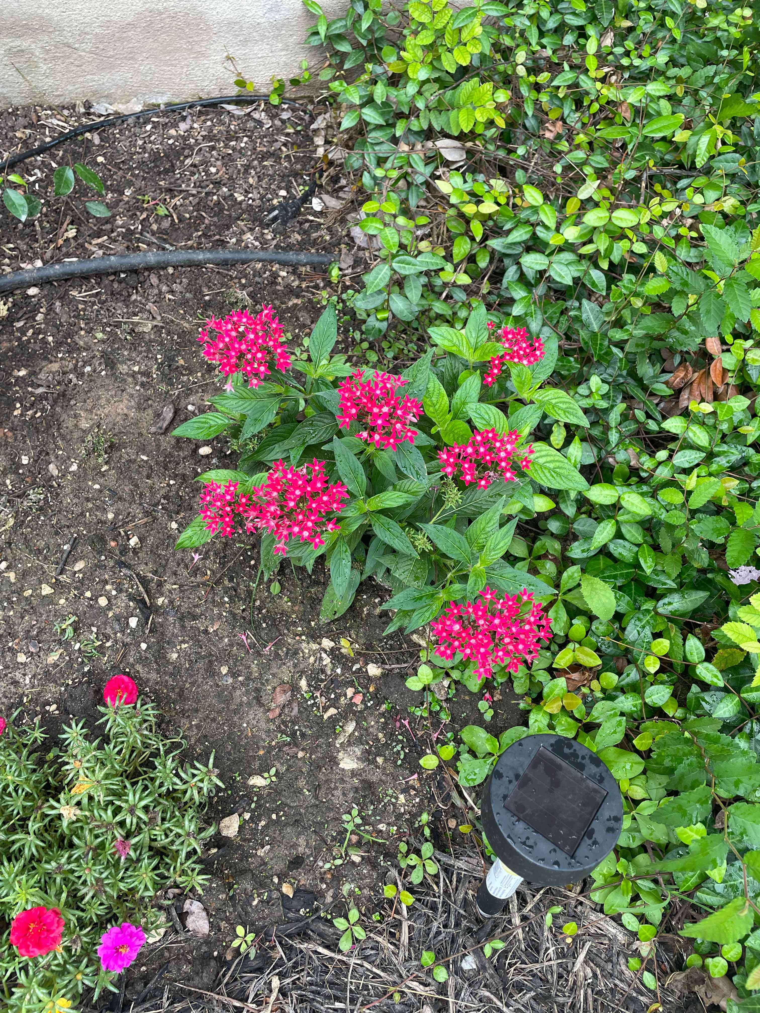 Egyptian Starcluster plant with vibrant red flowers in a garden bed, soil visible.