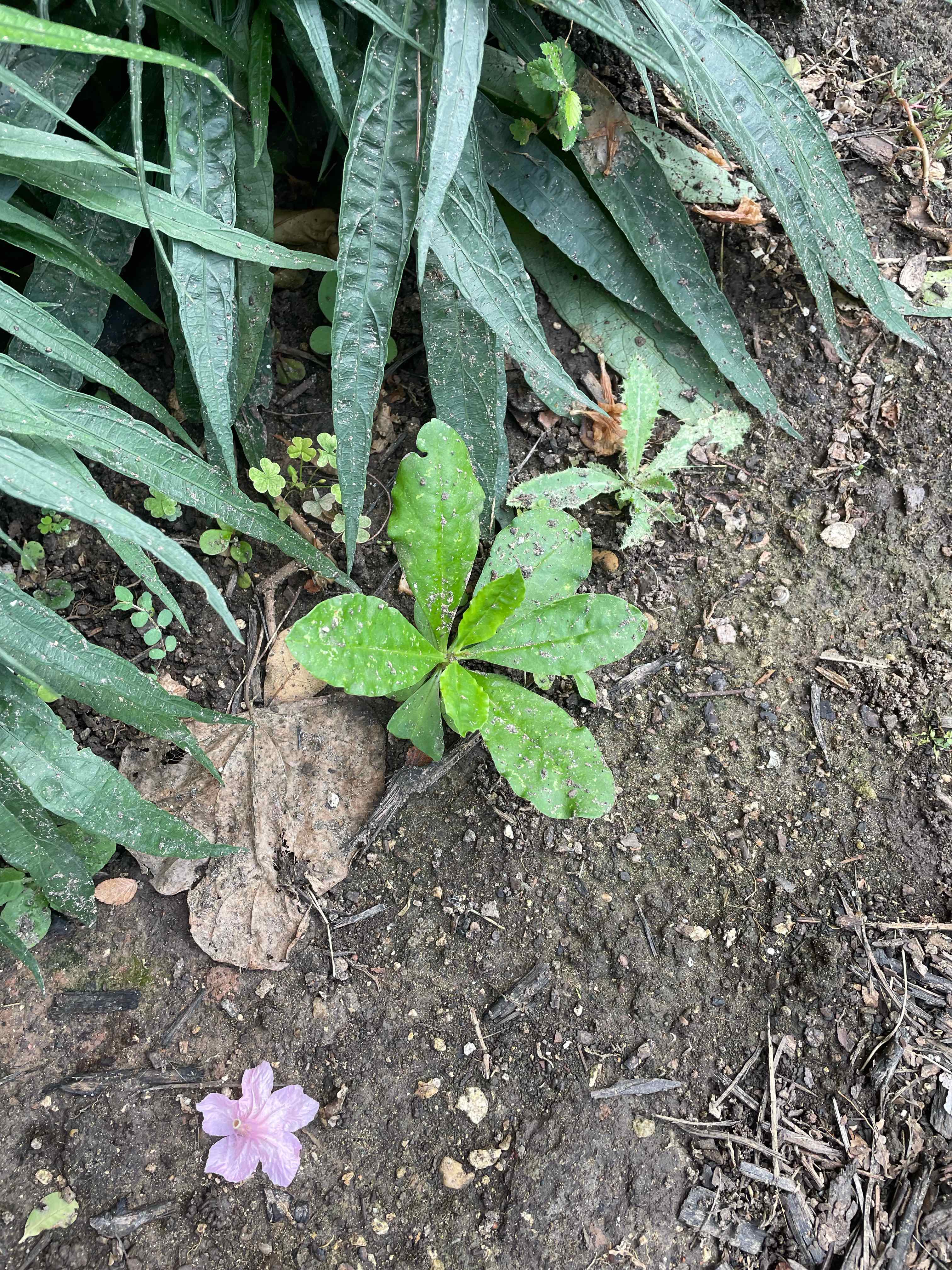 Young Broadleaf Plantain plant growing in soil with surrounding vegetation.