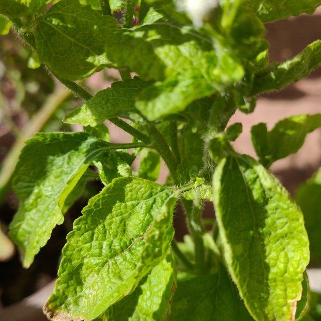 Photo of the plant species Common Fleabane by @NewSeagrape91 named da Vinci on Greg, the plant care app