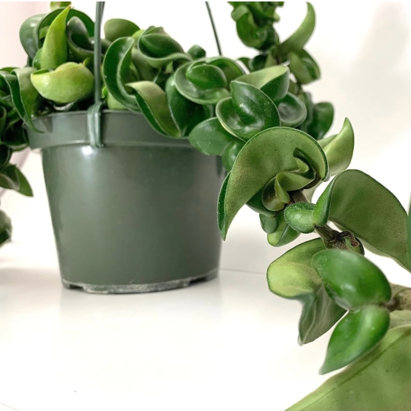 Photo of the plant species Hoya carnosa 'Compacta' by @queenvee named Hoya Goya on Greg, the plant care app