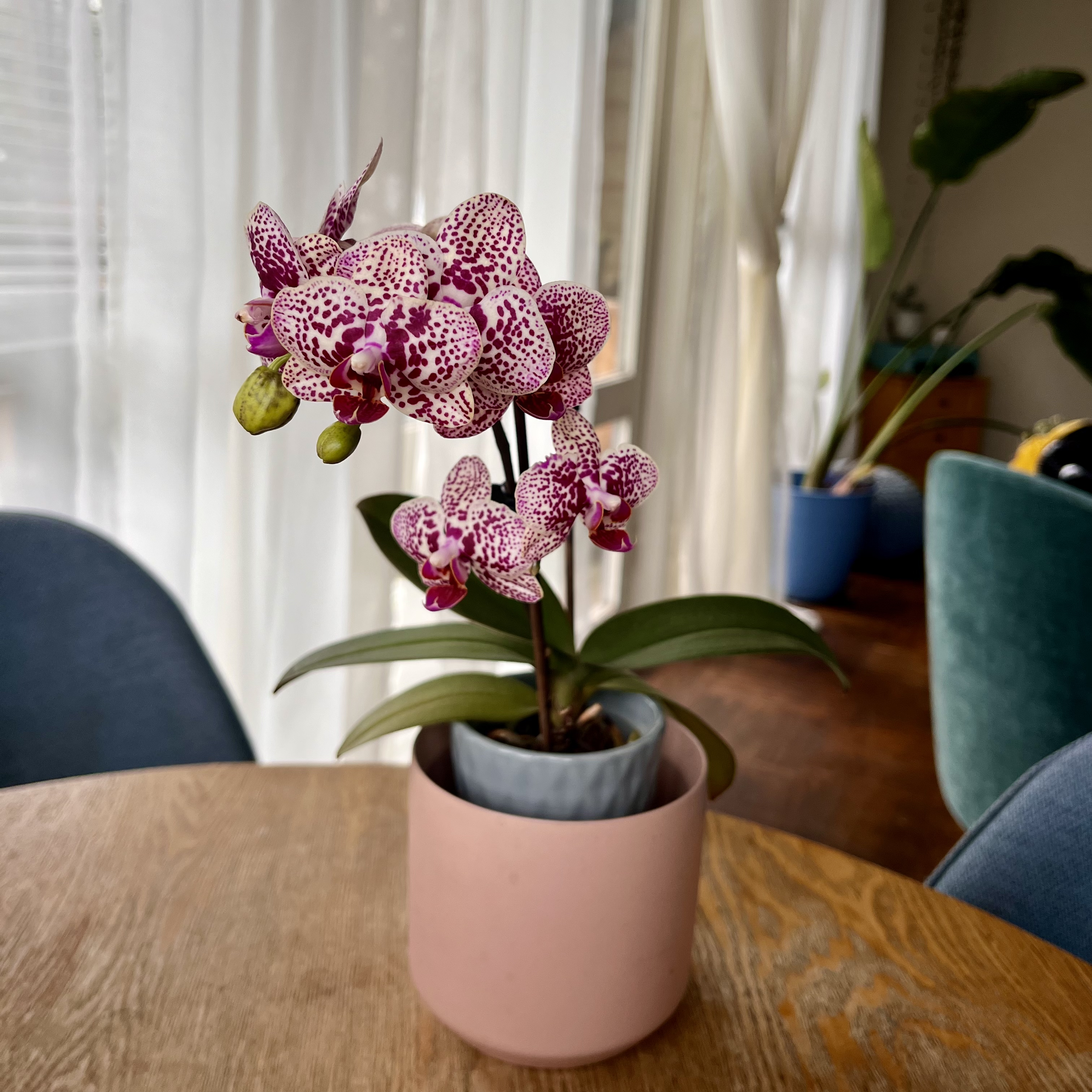 Photo of the plant species Orchid by @queenvee named Filmorchid on Greg, the plant care app