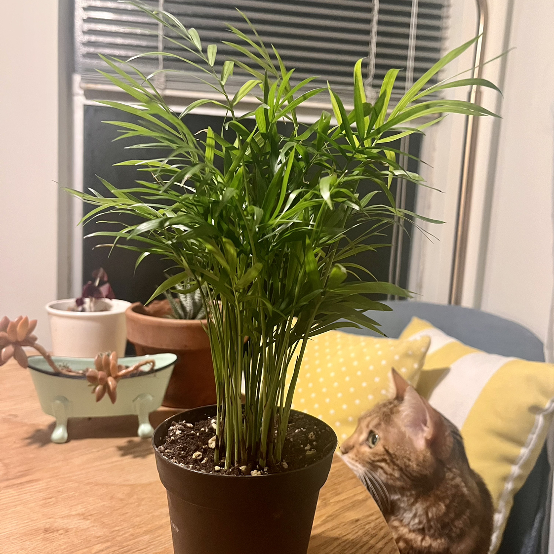 neantha bella palm plant photo by @queenvee named Palmella on Greg, the plant care app.