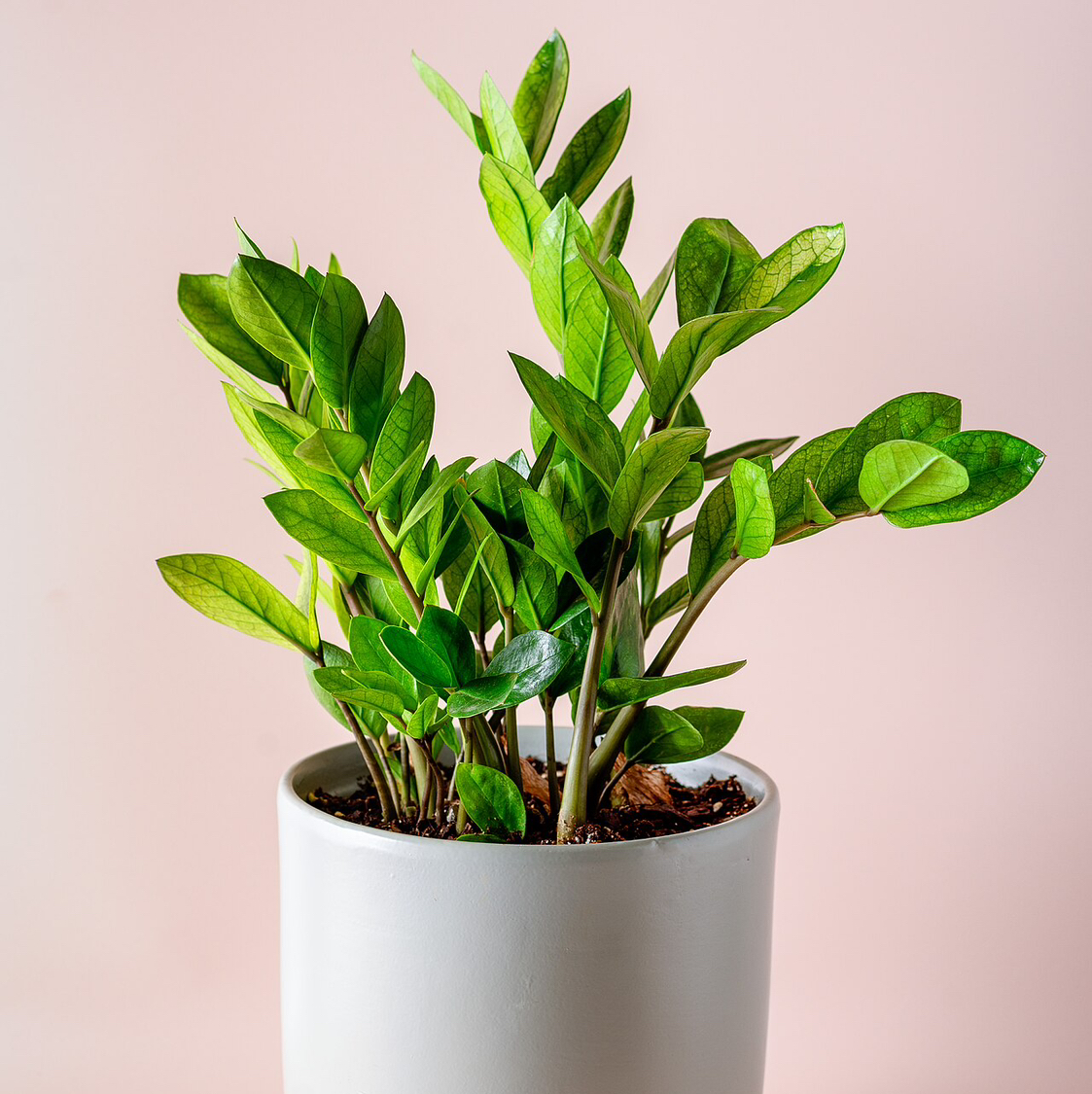 ZZ Plant plant photo by @queenvee named Marley on Greg, the plant care app.