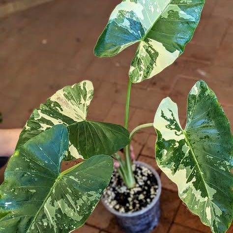 Photo of the plant species varigated elephants ear by @AngelBirdcherry named Dolores on Greg, the plant care app