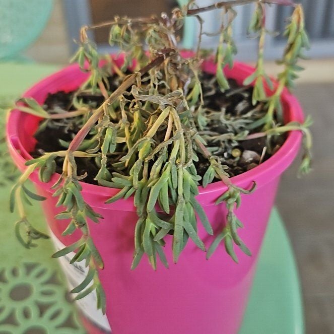 Plant care for African Bonsai on Greg, the plant care app