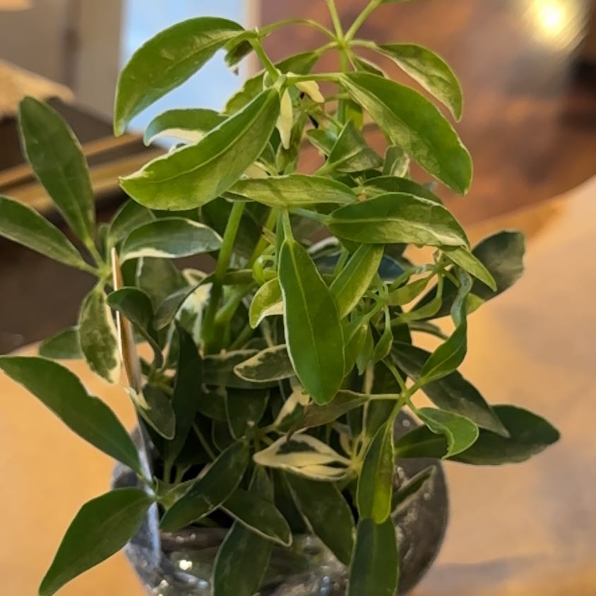 Photo of the plant species Moondrop Dwarf Umberlla Tree by @VeteranGuasca named Mochi on Greg, the plant care app