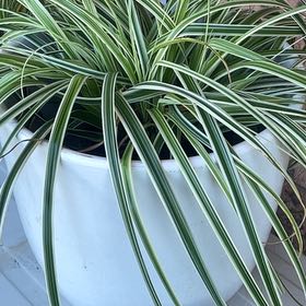 Photo of the plant species Carex Feather Falls by @ActualAnisetree named Sanders on Greg, the plant care app