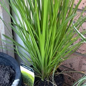 Photo of the plant species Lomandra by @ActualAnisetree named Denali on Greg, the plant care app