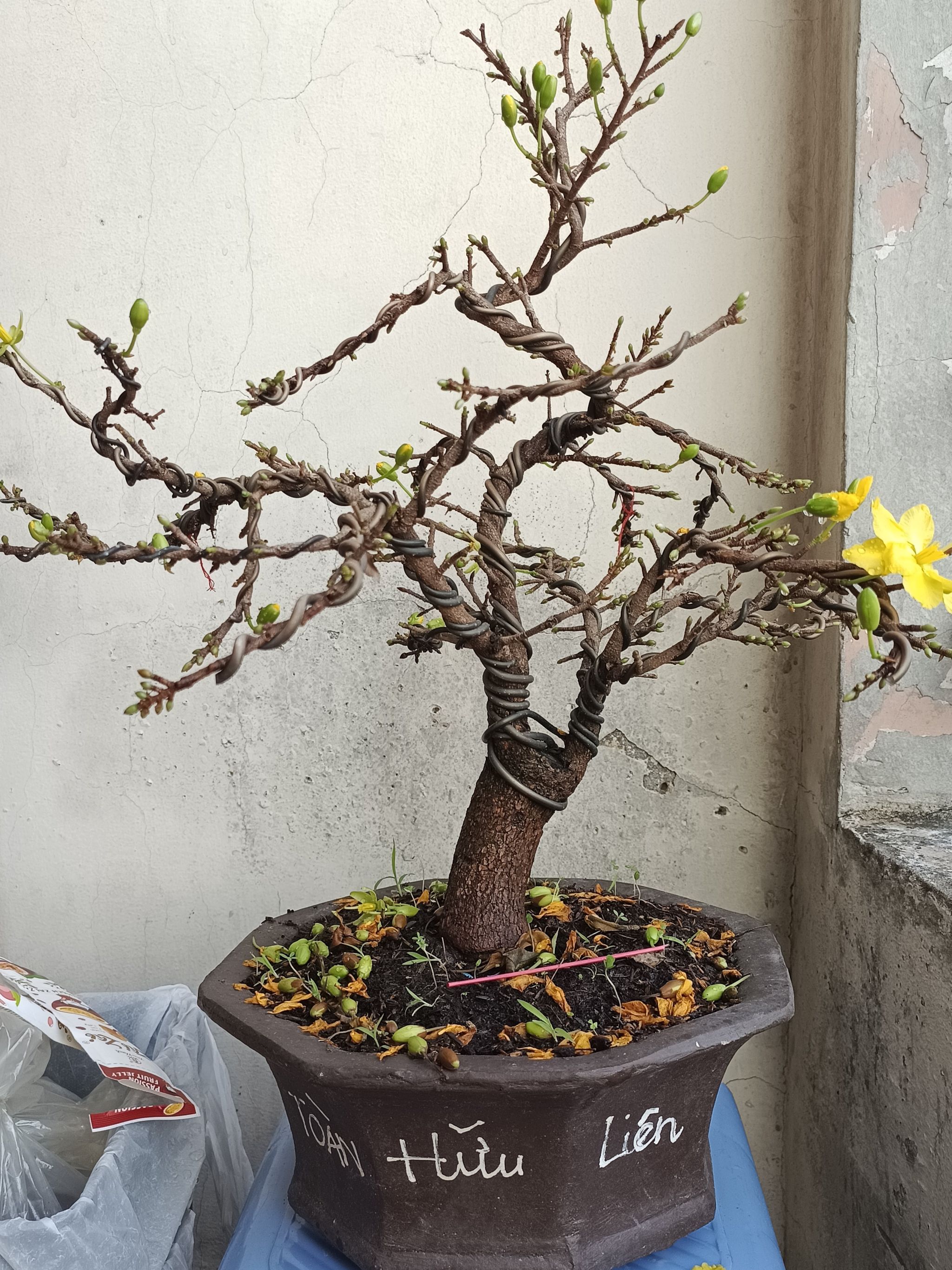 Photo of the plant species Yellow Apricot by @ElatedDandelion named Cây mai on Greg, the plant care app
