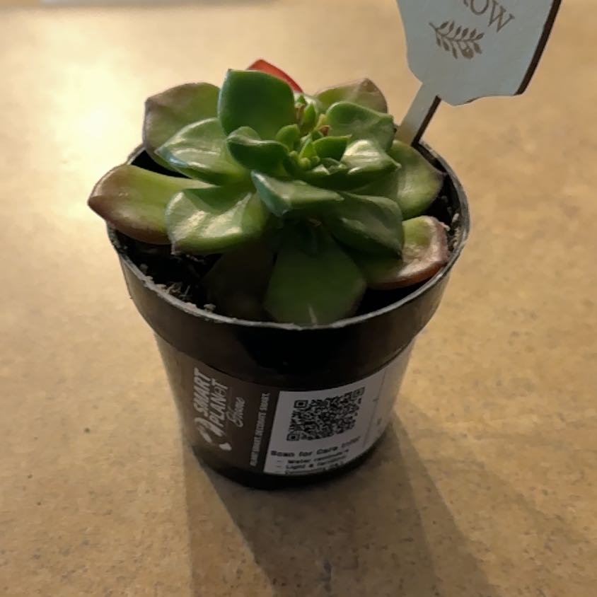 Photo of the plant species Copper Rose by @HopefulPinoak named Sage on Greg, the plant care app