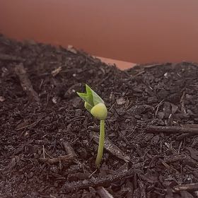Photo of the plant species Pinto Bean by @RealNeslia76 named Elena on Greg, the plant care app
