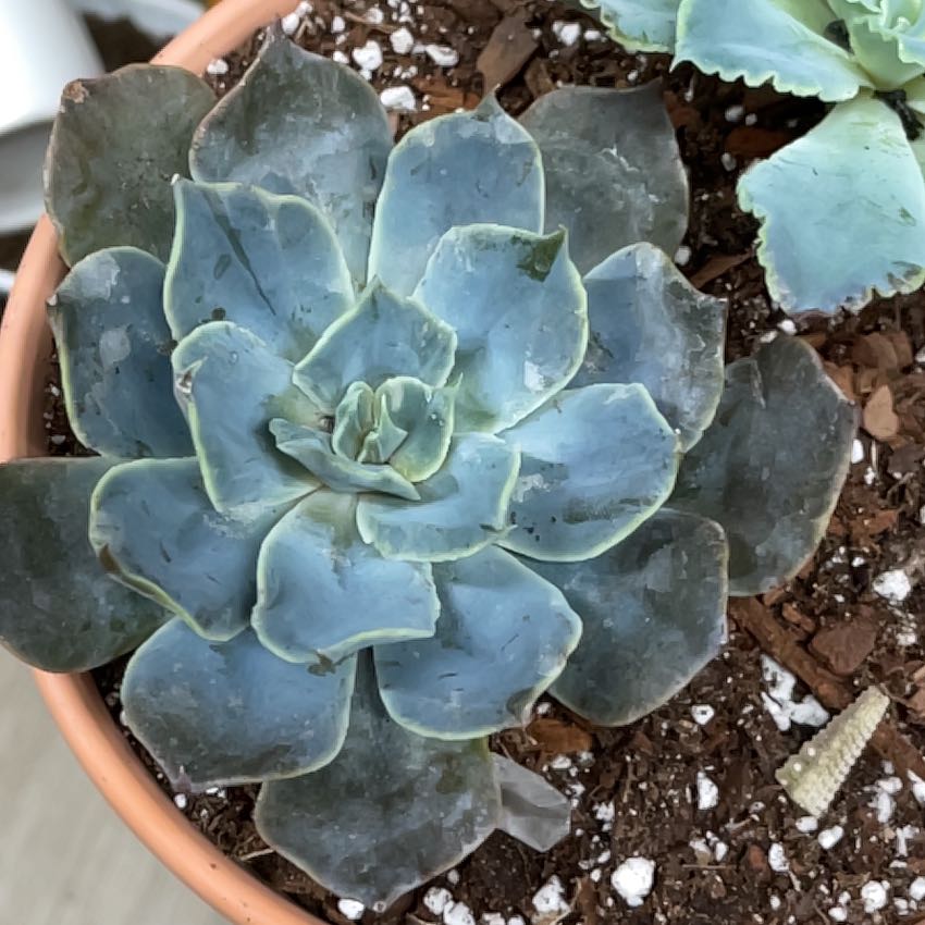 Photo of the plant species Echeveria 'Colorshift' by @ZingyGuapilla named Queen on Greg, the plant care app