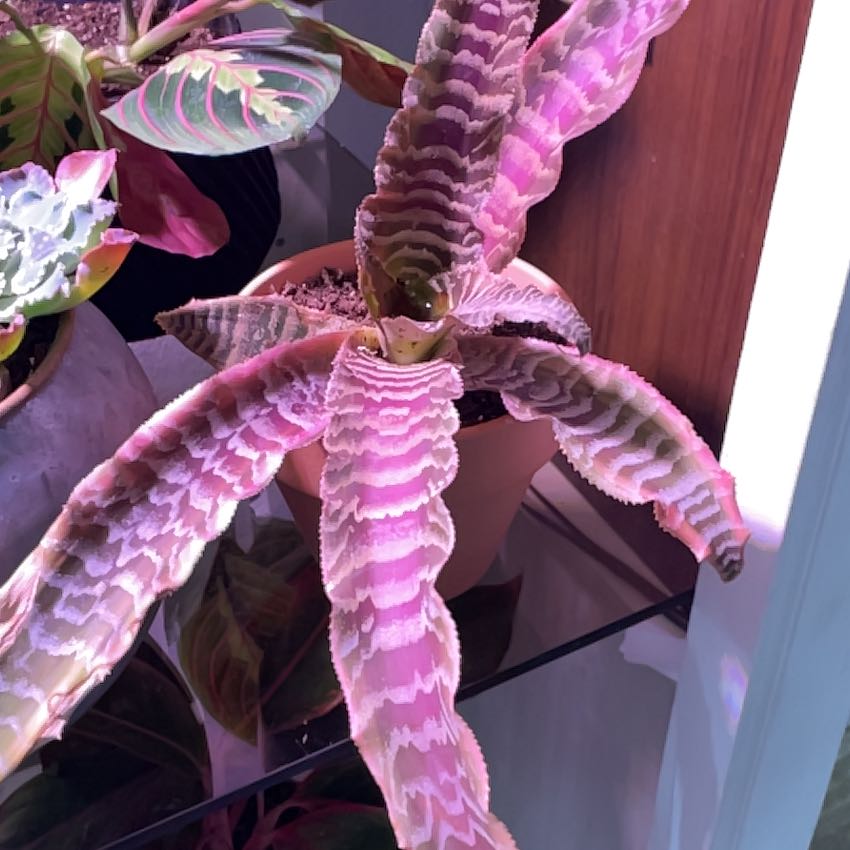 Photo of the plant species Elaine Earth Star by @ZingyGuapilla named Scene Queen on Greg, the plant care app