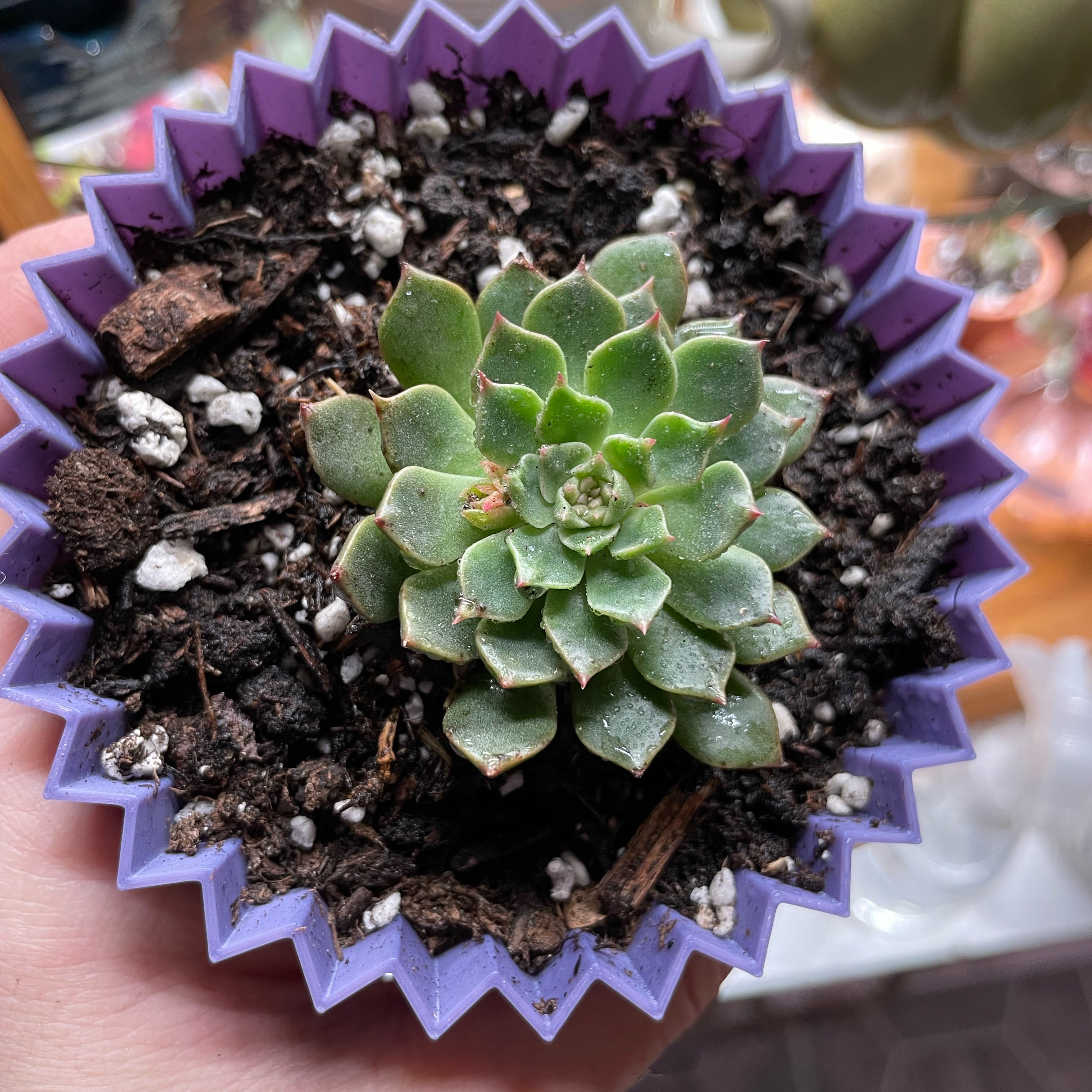 Photo of the plant species Graptoveria 'Olivia' by @ZingyGuapilla named Hemingway on Greg, the plant care app