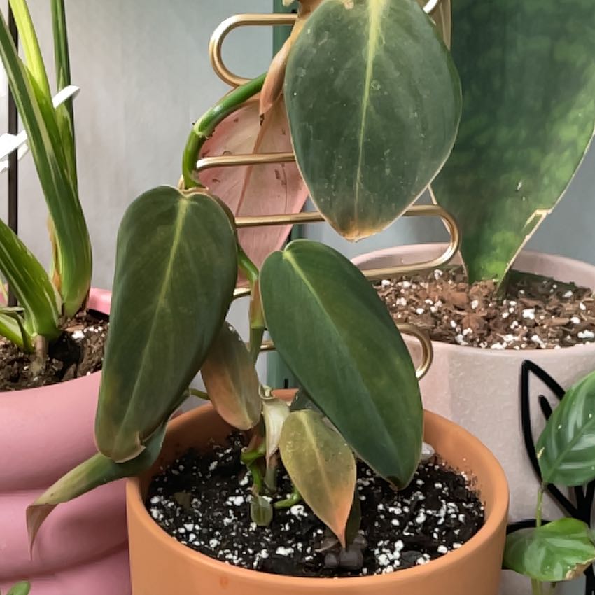 Photo of the plant species Philodendron gigas by @ZingyGuapilla named Elle on Greg, the plant care app