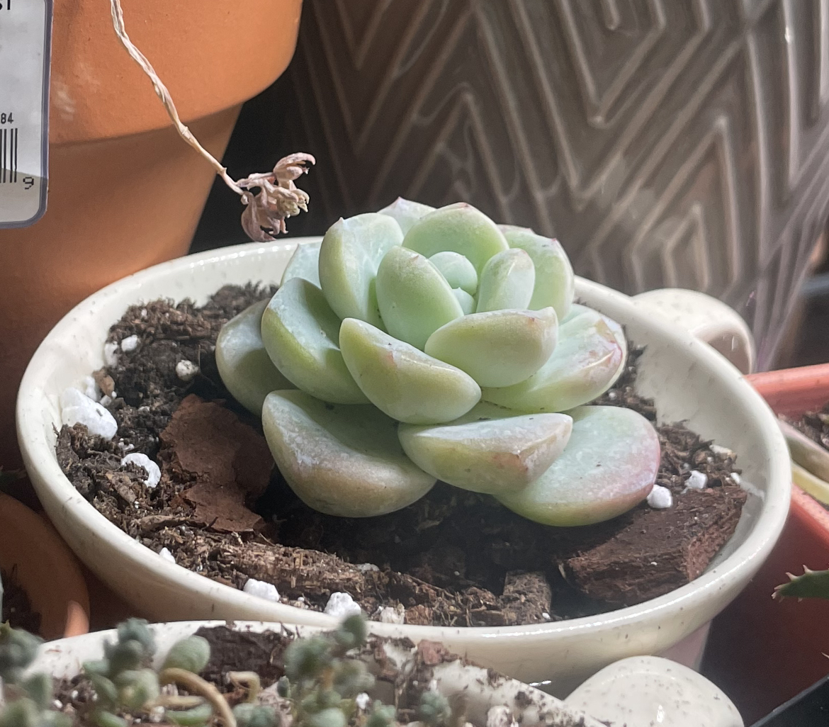Photo of the plant species Ice Green by @ZingyGuapilla named Cleopatra on Greg, the plant care app