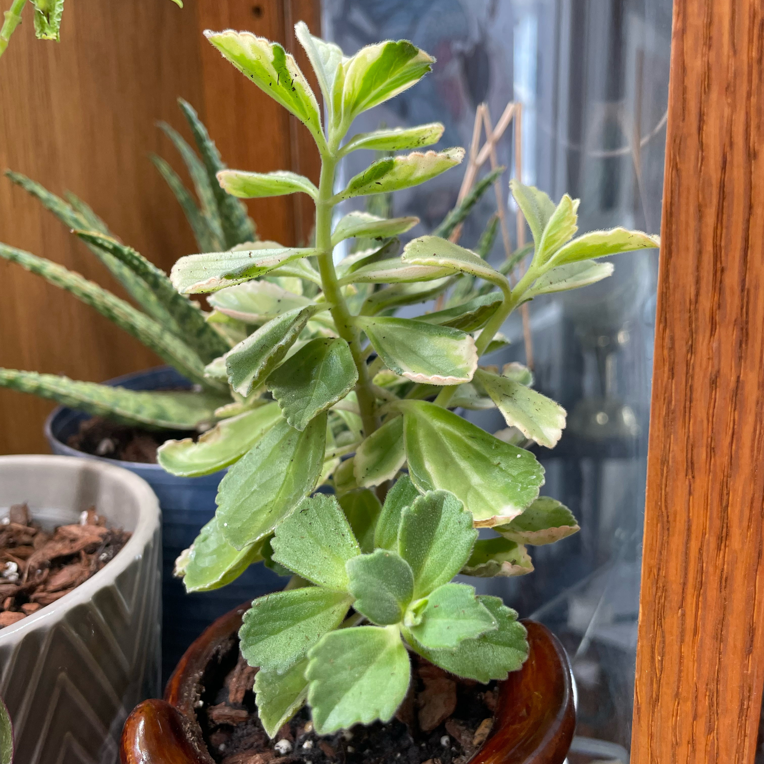 Photo of the plant species Spur Flower Mike's Fuzzy Wuzzy by @ZingyGuapilla named Marilyn on Greg, the plant care app