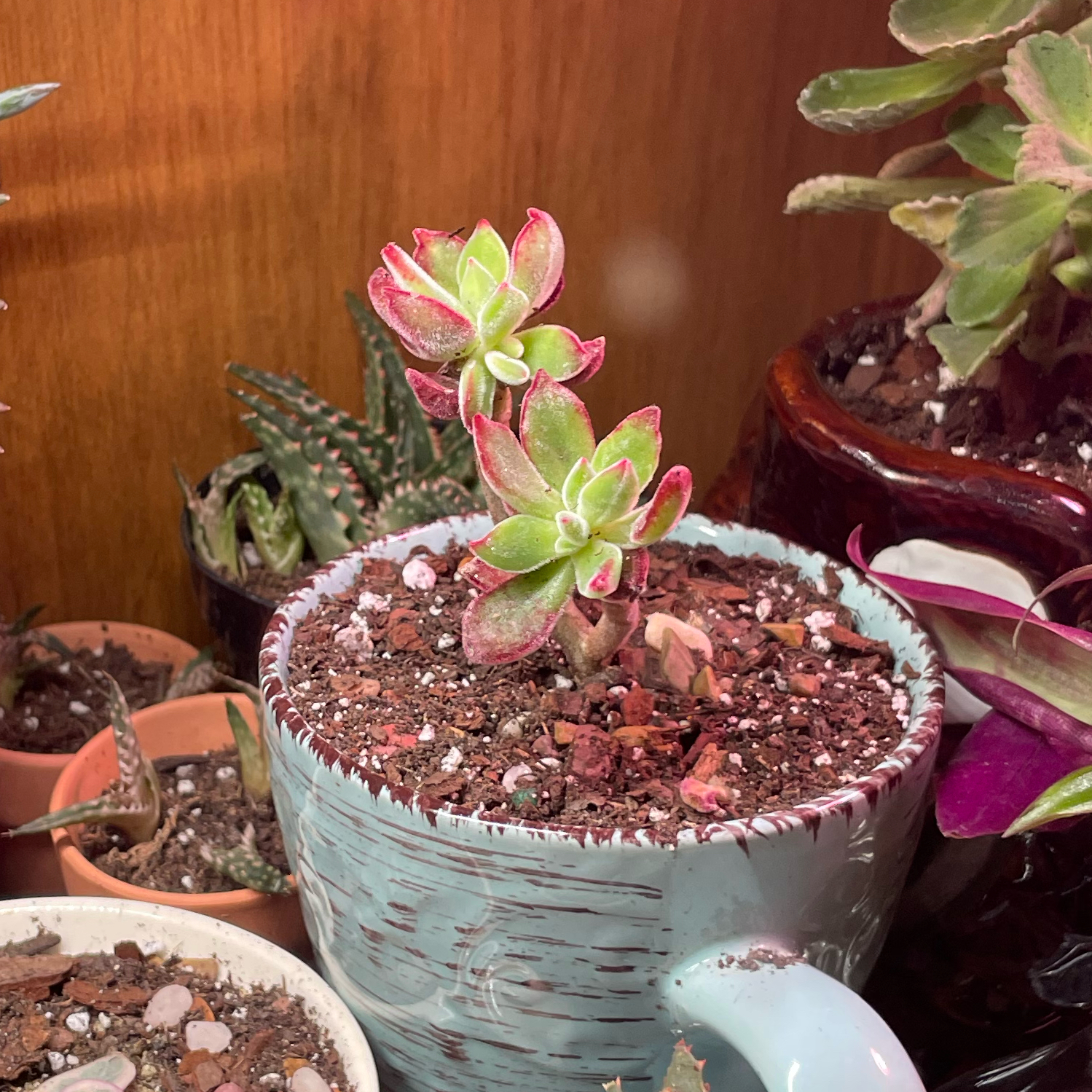Photo of the plant species Echeveria 'Devotion' by @ZingyGuapilla named Mochi on Greg, the plant care app