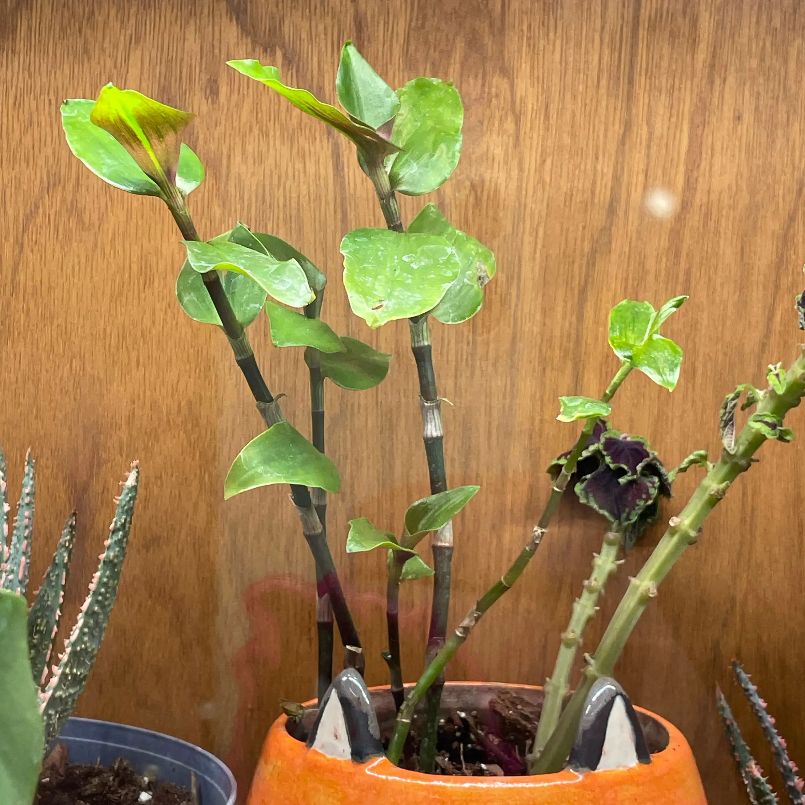 Photo of the plant species Tradescantia Blushing Bride by @ZingyGuapilla named Willow on Greg, the plant care app