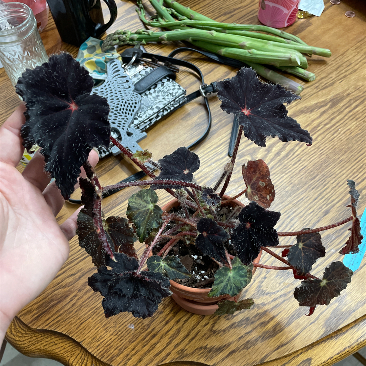 Photo of the plant species Begonia 'Hallow's Eve' by @ZingyGuapilla named Billie Eyelash on Greg, the plant care app