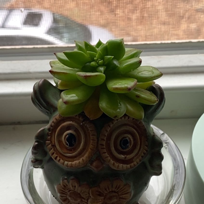 Photo of the plant species Letizia by @HandyCardoon35 named Bob on Greg, the plant care app