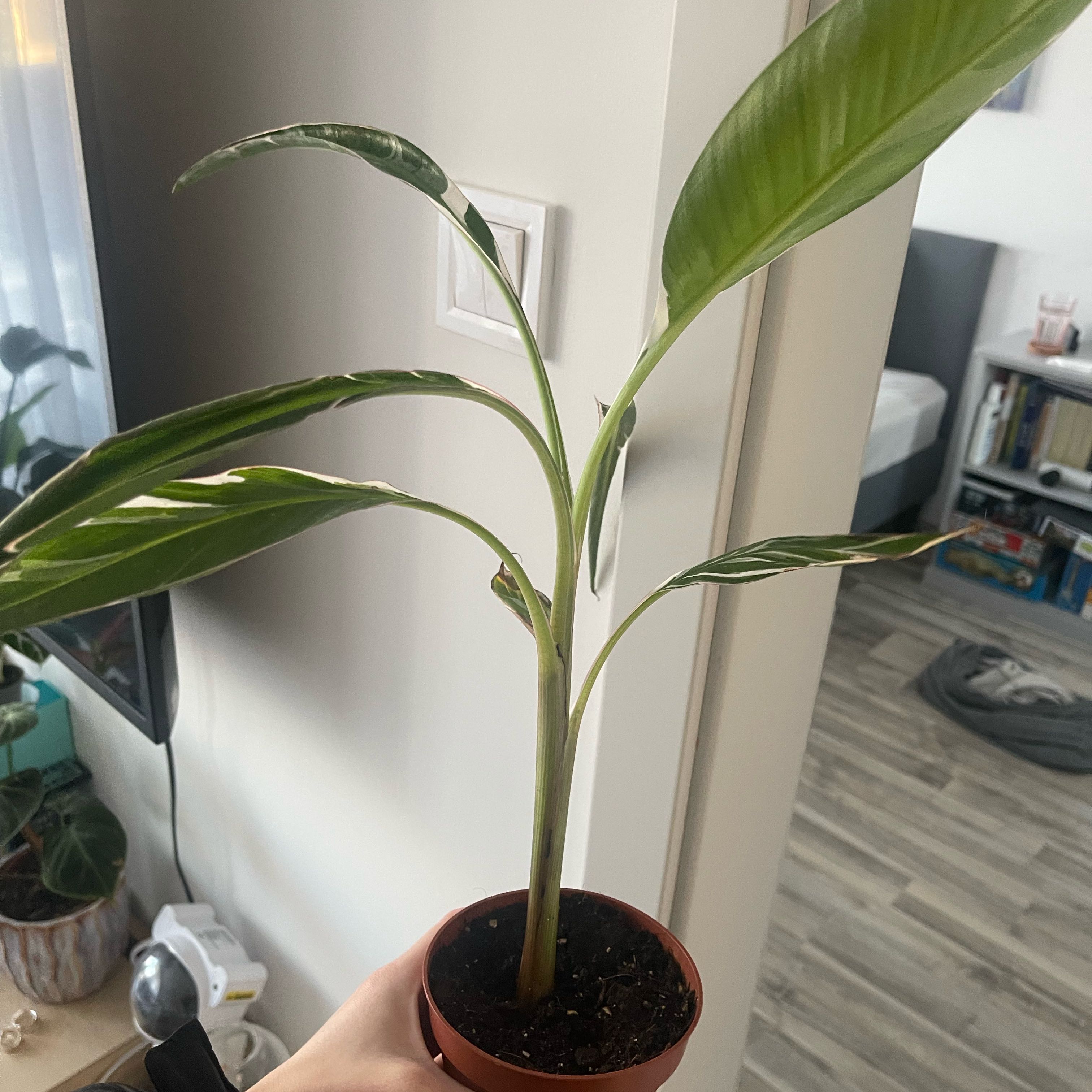 Photo of the plant species Ae Ae Banana by @EagerAcajou16 named Boni on Greg, the plant care app