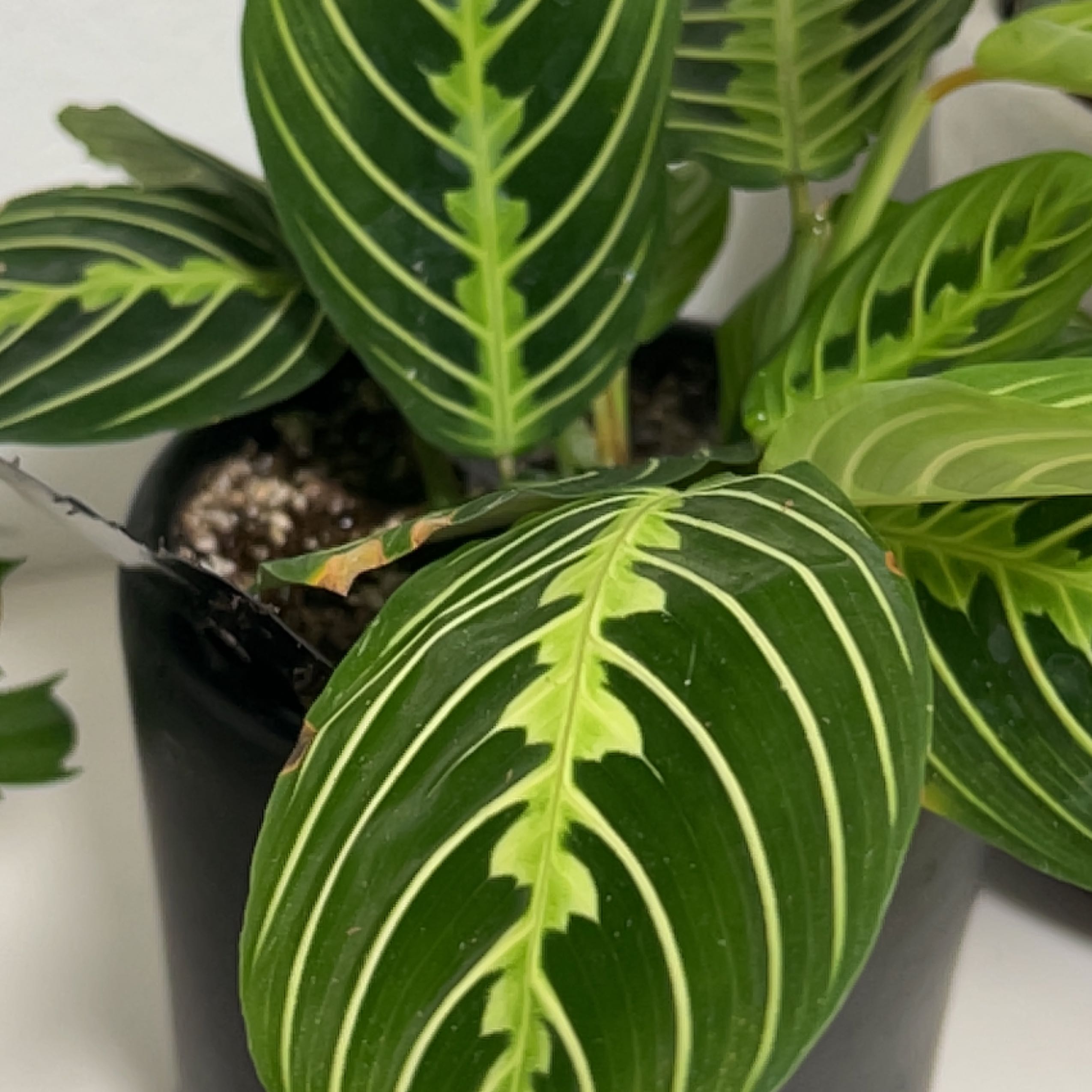 Healthy green prayer plant with vibrant green and yellow variegated leaves in an upright prayer position, well-framed close-up image.
