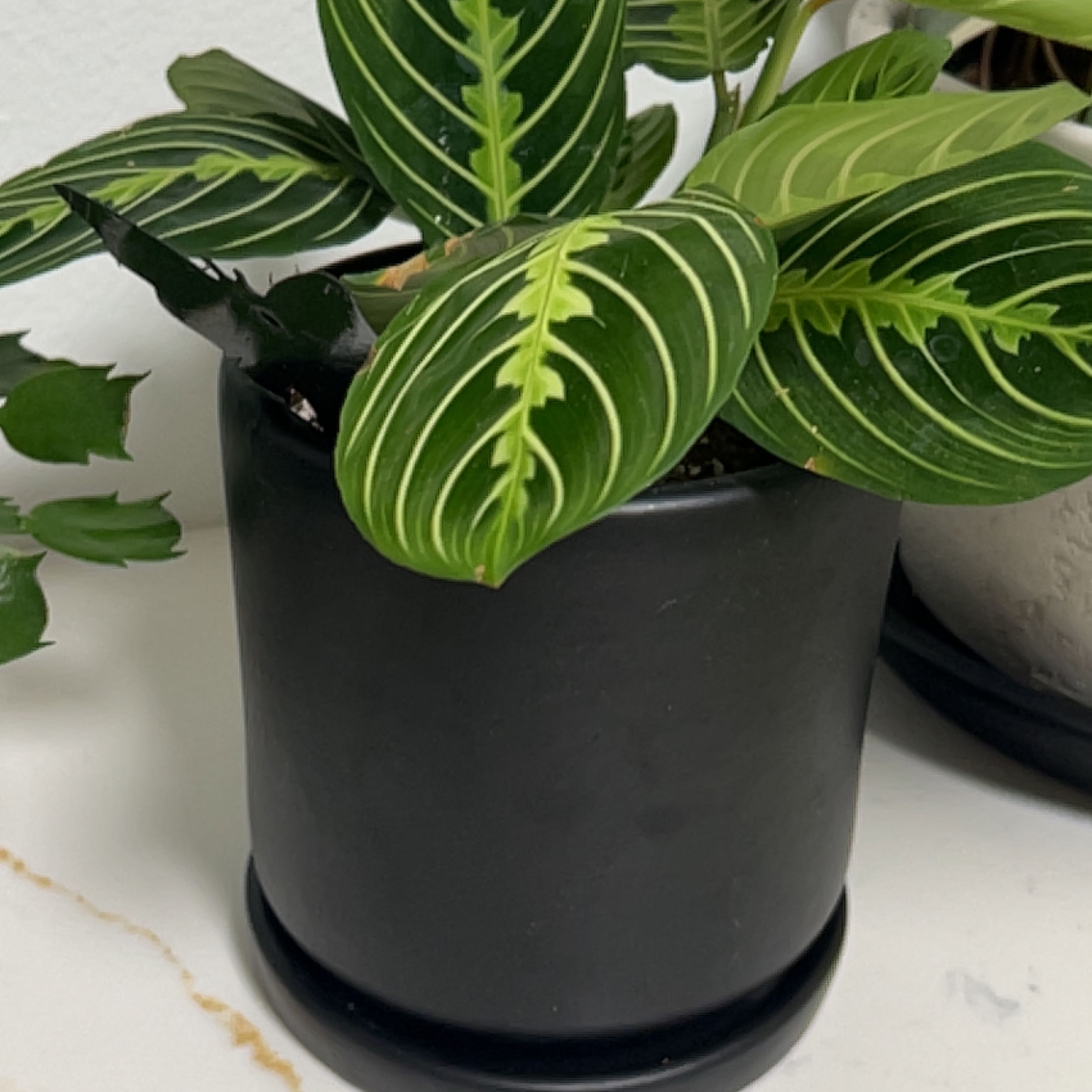 Close-up of a healthy green prayer plant with striped oval leaves in a dark ceramic pot, well-framed and in focus.