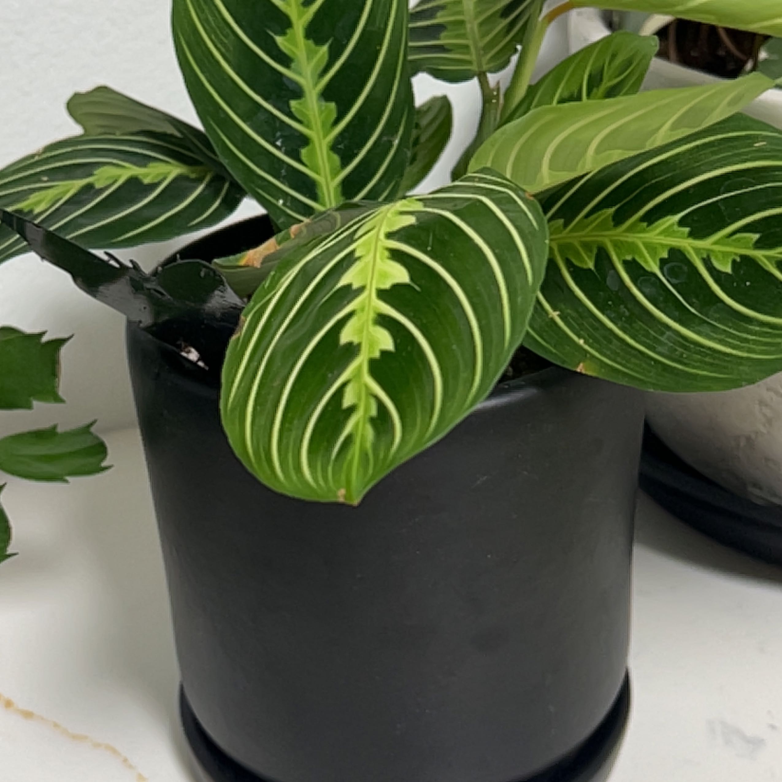 Healthy green prayer plant with large, striped, upward-angled leaves in a dark pot, well-lit and in focus.