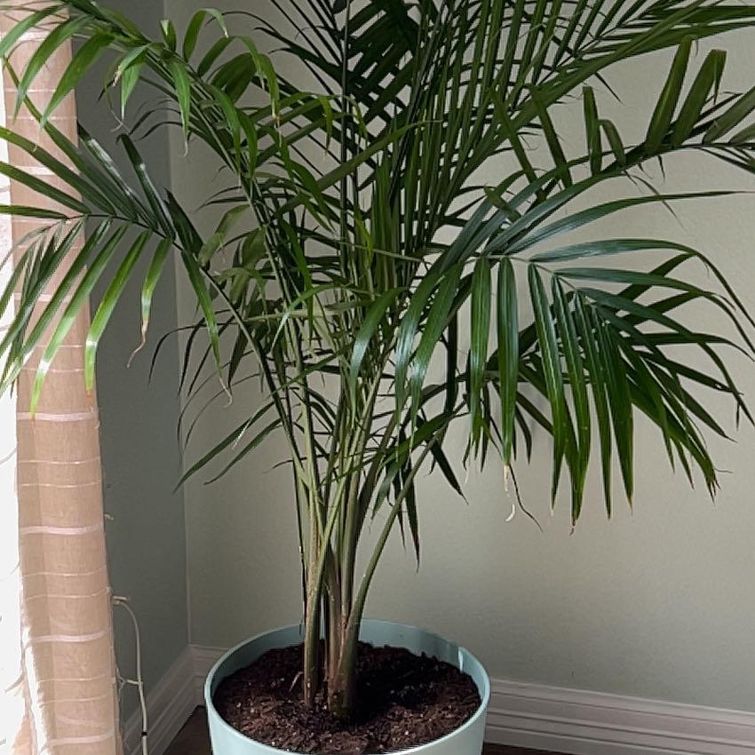 A healthy, thriving Kentia palm houseplant with lush green fronds, potted in a black container with dark soil visible.