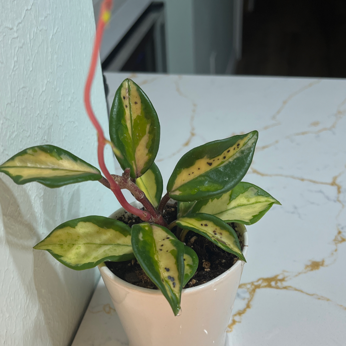 Krimson Princess Hoya plant in a white pot with variegated leaves and some black spots.