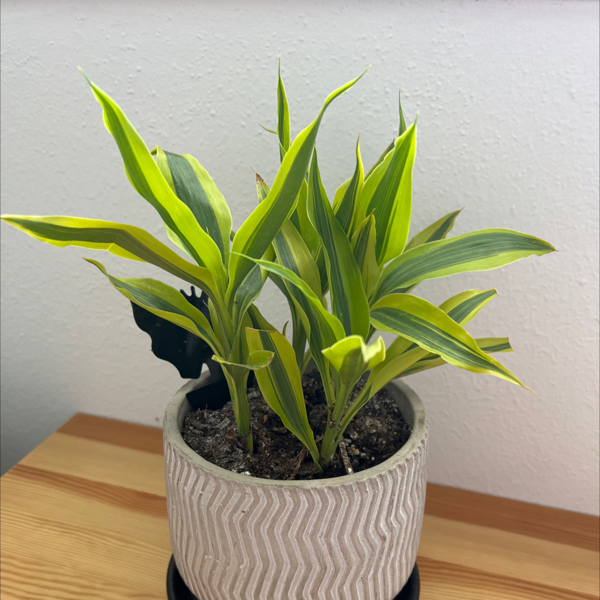 Dracaena 'Lemon Lime' plant in a pot with vibrant green and yellow-striped leaves.