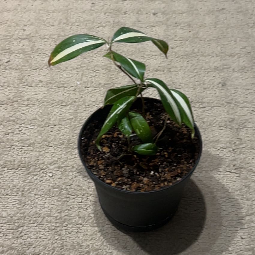 Photo of the plant species Variegated Cast Iron Plant by @WillMadonnalily named Tolkien on Greg, the plant care app