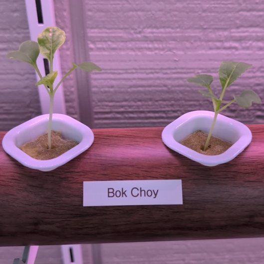 Photo of the plant species Bok Choy by @TrueCamphor13 named Taylor Swift on Greg, the plant care app