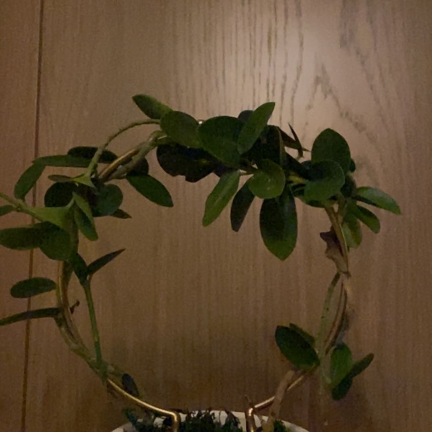 Photo of the plant species Wax Plant by @SubstantDamiana named Sinkie on Greg, the plant care app