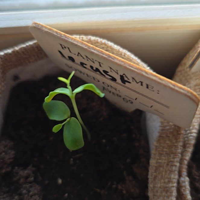 Photo of the plant species Locust Bonsai by @JollyHedera72 named Zeus on Greg, the plant care app
