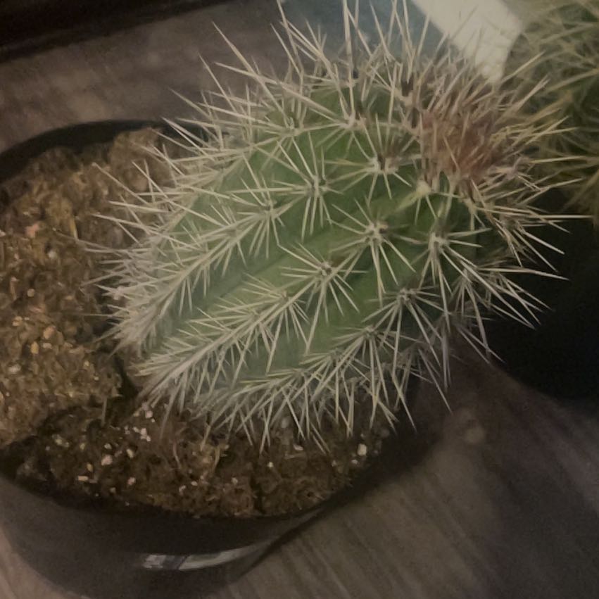 Photo of the plant species Cardon 'Album' by @IdealAnahaw75 named Aristotle on Greg, the plant care app