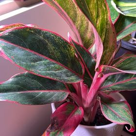 Photo of the plant species Suksom Jaipong by @LitheGooseberry named Sahara on Greg, the plant care app