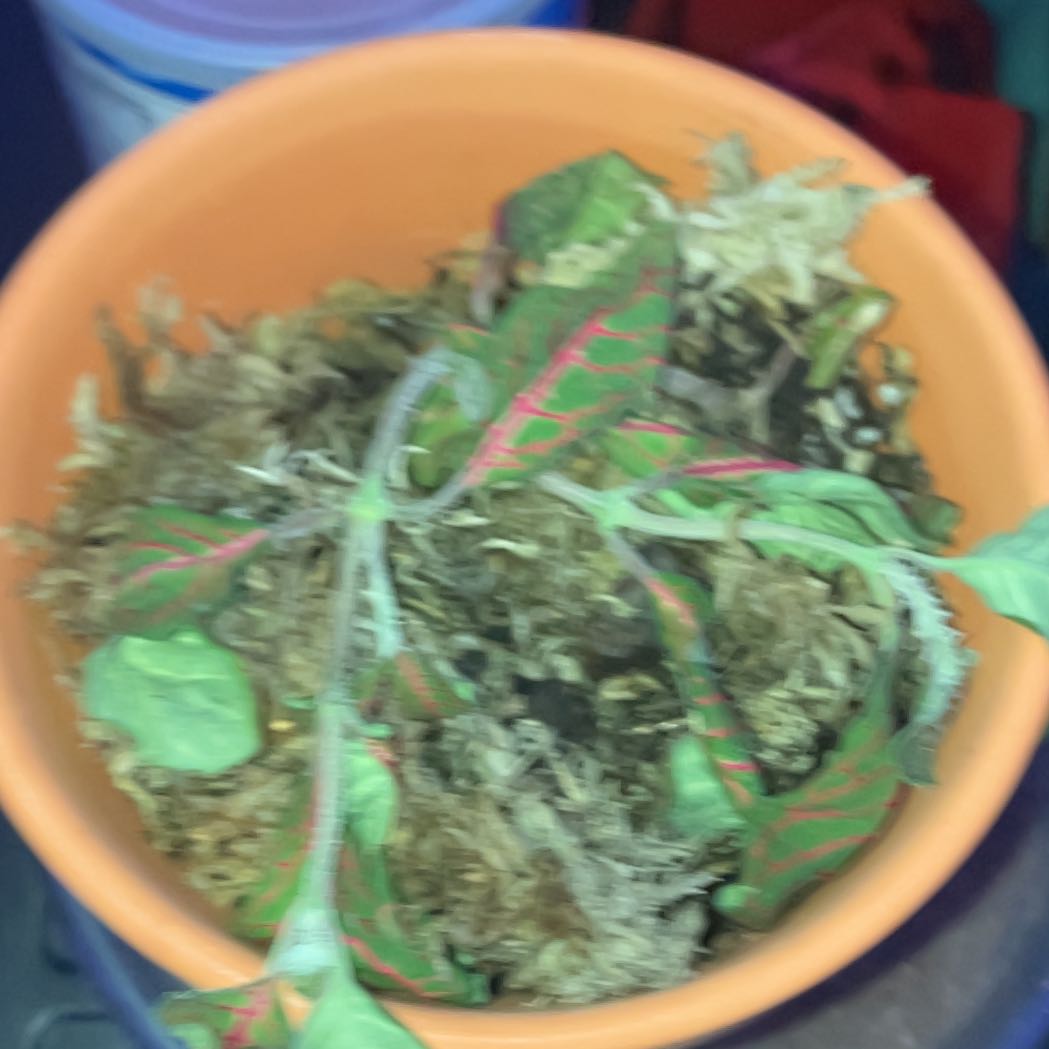 Photo of the plant species Nerve Plant by @GermaneTreeivy named Dax on Greg, the plant care app