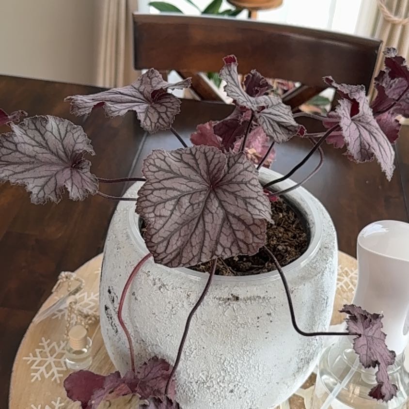 Photo of the plant species Coral Bells by @ZingBacketplant named Leonardo on Greg, the plant care app