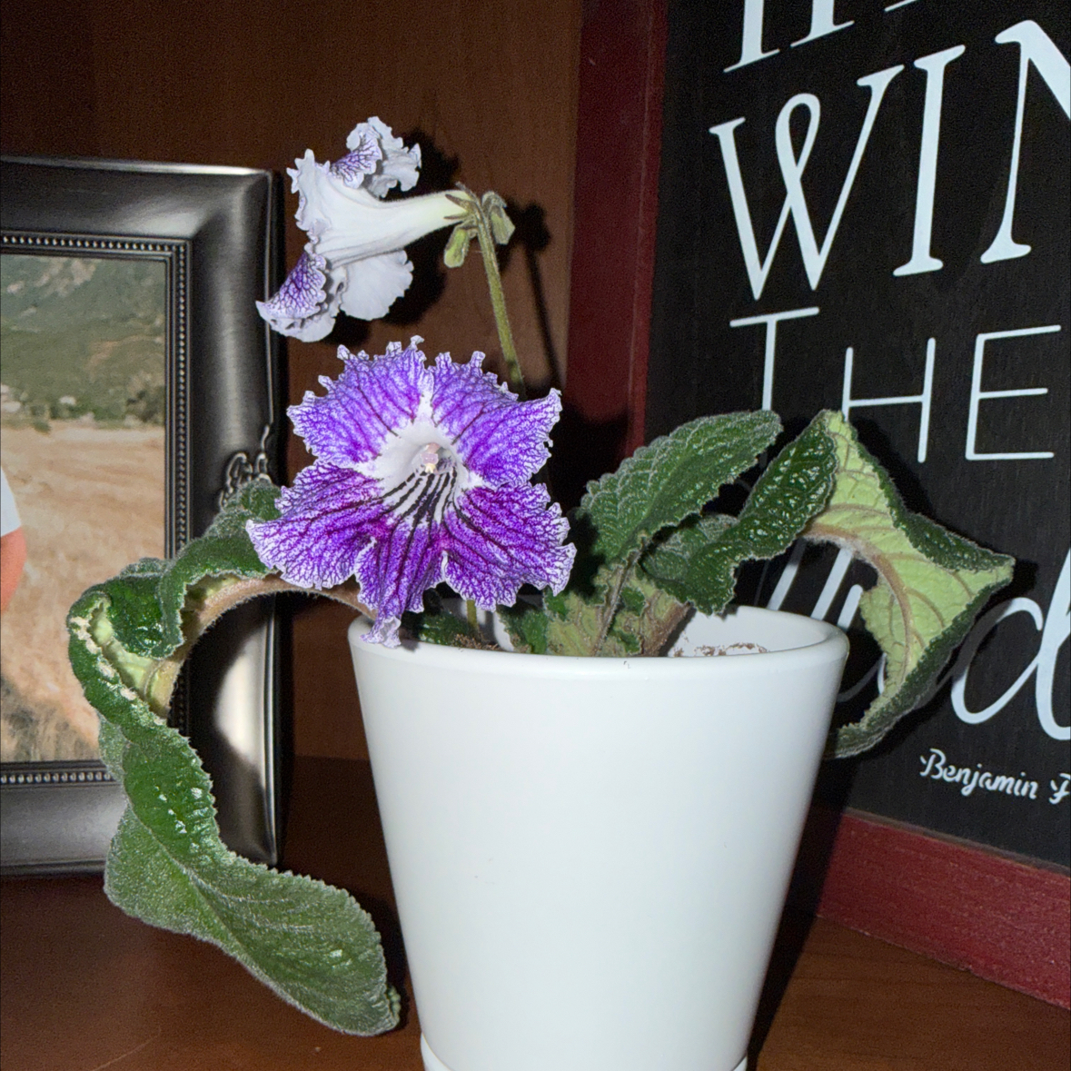 Photo of the plant species Cape Primrose by @ZingBacketplant named Maya on Greg, the plant care app