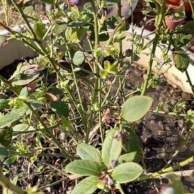 Photo of the plant species Bountiful Blue Blueberry by @SvelteDeerbrush named Rainier on Greg, the plant care app
