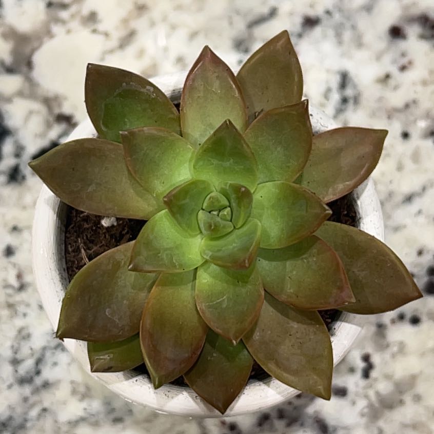 Photo of the plant species Graprosedum 'Bronze' by @SpeedyJellypalm named Lady Lou on Greg, the plant care app