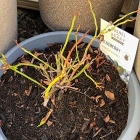 Photo of the plant species Blueberry Bush by @ZealLacealoe18 named Apollo on Greg, the plant care app