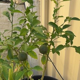 Photo of the plant species Sudachi Hybrid Yuzu by @ZealLacealoe18 named Terra on Greg, the plant care app