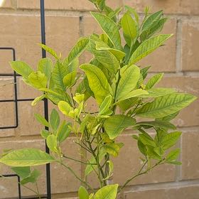 Photo of the plant species Calamondin kumquat by @ZealLacealoe18 named Ulysses S Plant on Greg, the plant care app