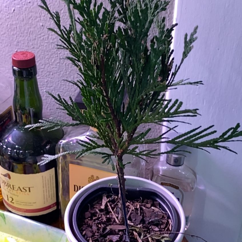 Photo of the plant species Green giant by @TenaciousAlmond named Mochi on Greg, the plant care app