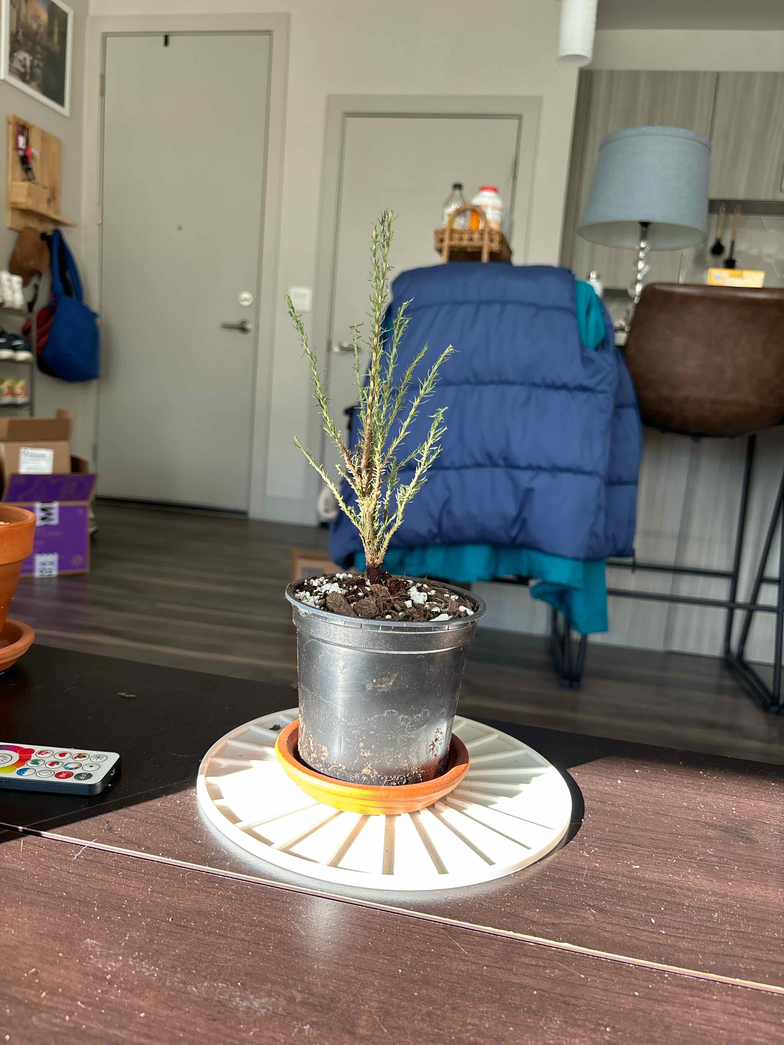 Young Mediterranean Cypress plant in a black pot indoors with good lighting.